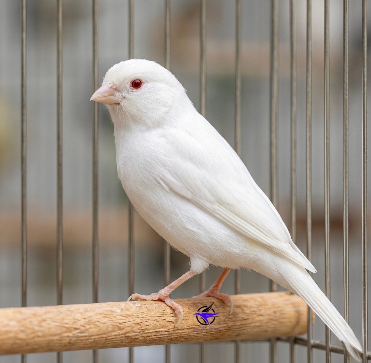 Gezocht: witte kanarie Albino, Meerdere dieren, Kleurkanarie