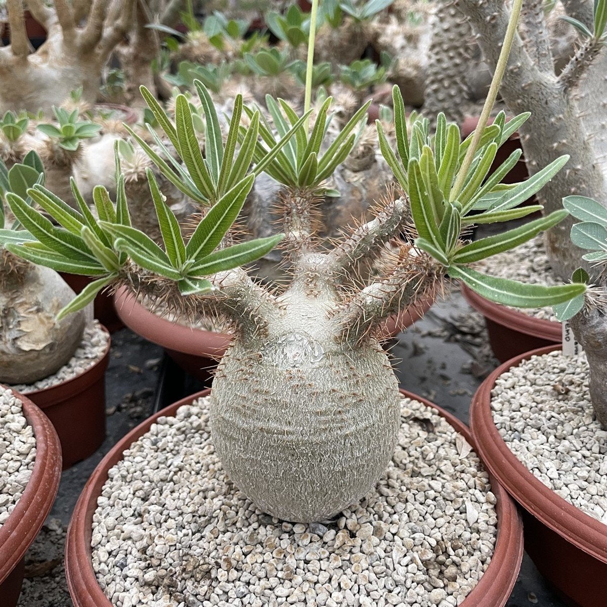 Pachypodium Rosulatum Caudex Plant, Ophalen of Verzenden, Overige soorten, Volle zon, Minder dan 100 cm