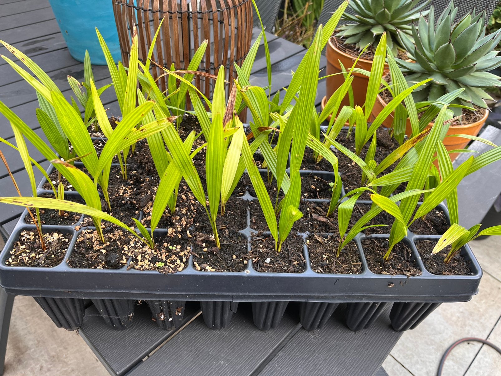 Palmzaailingen winterhard in tray, Ophalen, Overige soorten, Volle zon