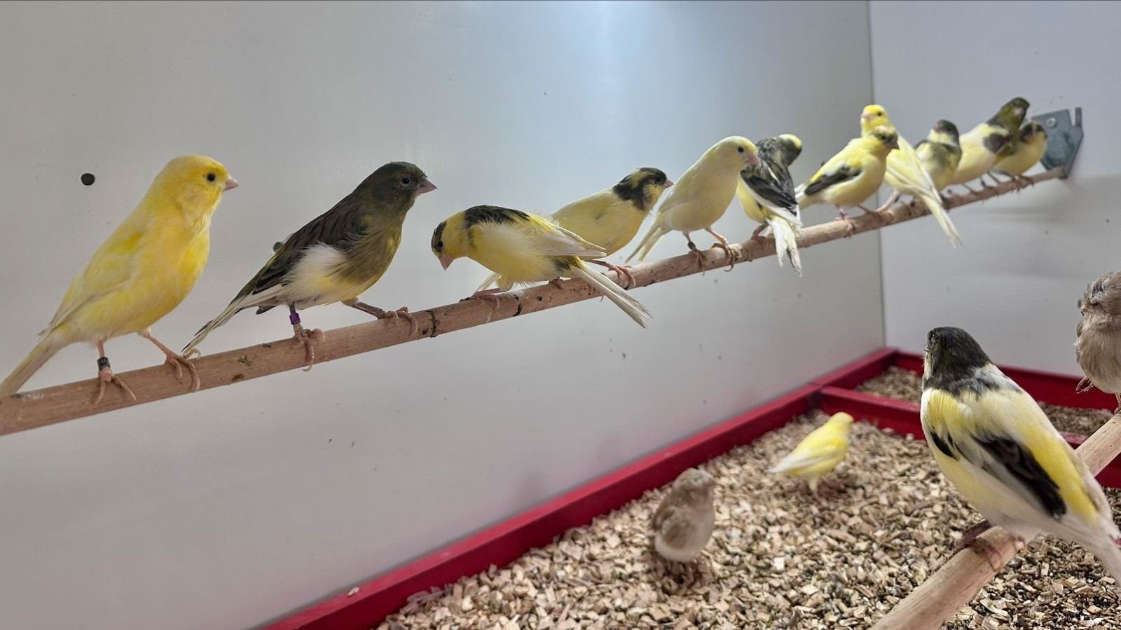 verschillende soorten kanaries, tropen en parkieten, Dieren en Toebehoren, Vogels | Kanaries, Meerdere dieren, Kleurkanarie