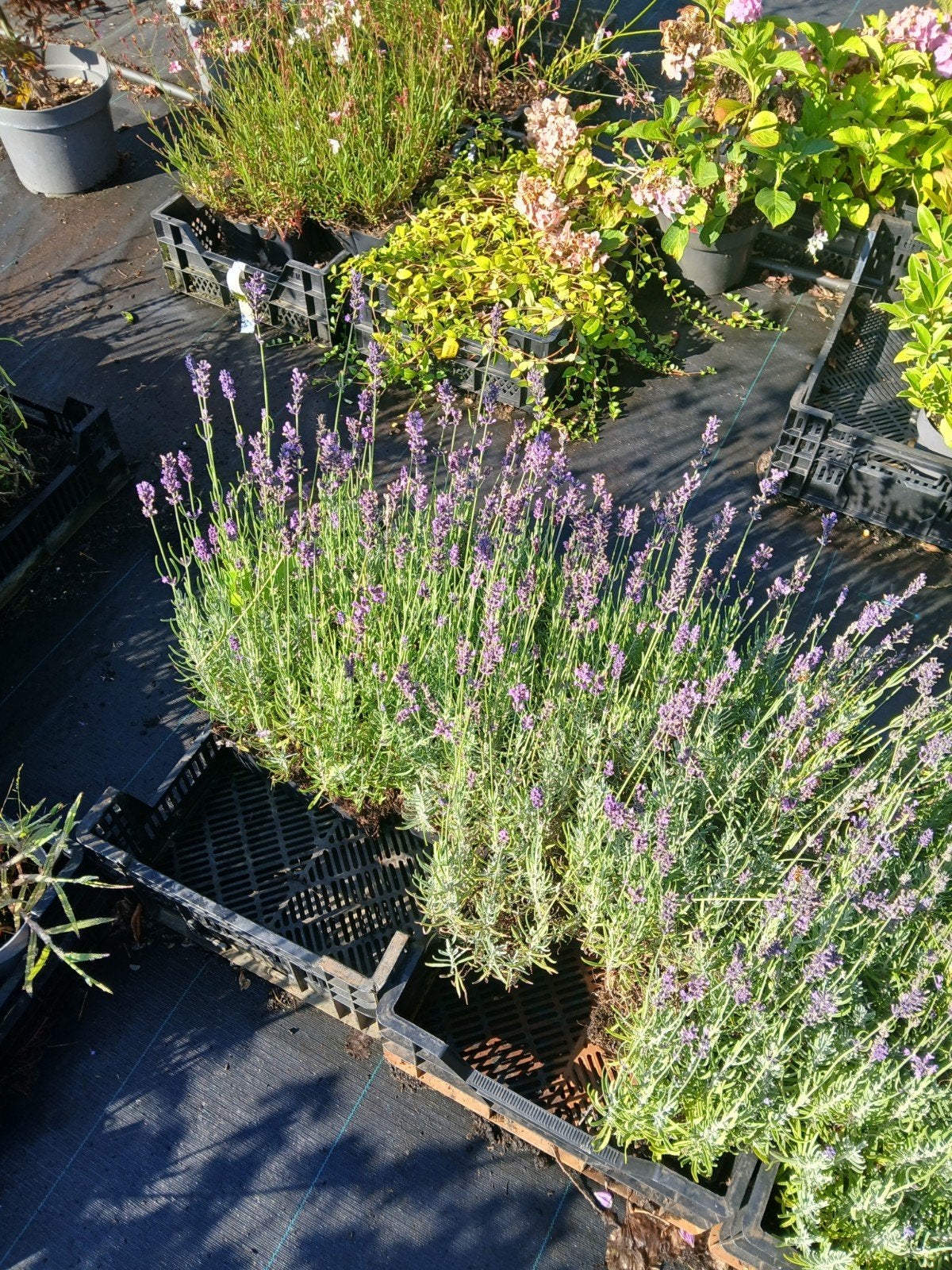 Lavendel 'Hidcote' in P9 potten - Sterke geur en kleur, Ophalen of Verzenden, Overige soorten, Volle zon