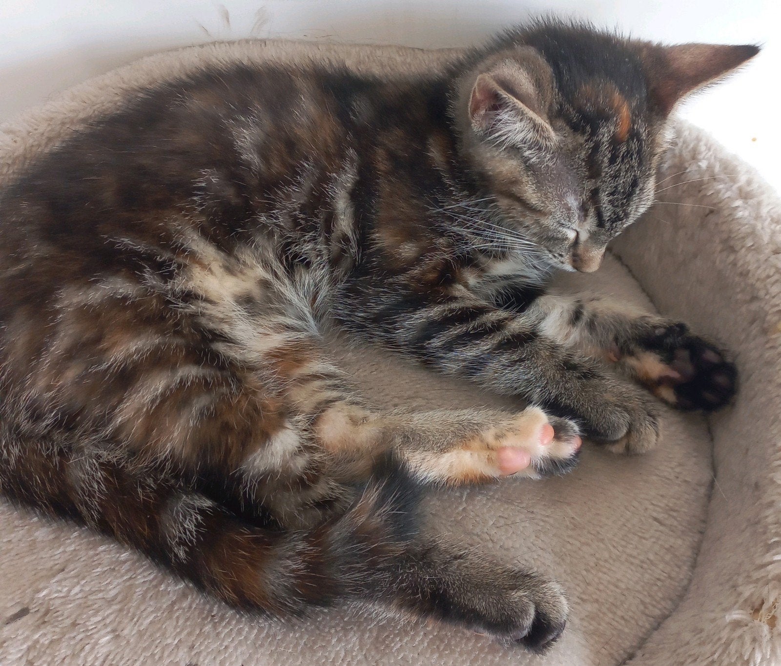 2 Speelzame, Zindelijke Broertjes (POPPY=VERKOCHT), Dieren en Toebehoren, Katten en Kittens | Overige Katten, Meerdere dieren