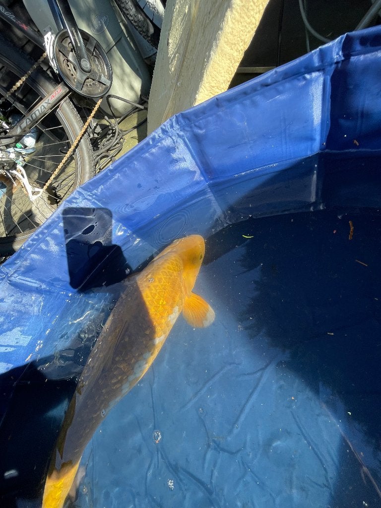 Gin rin chagoi Japanse koi, Karper of Koi