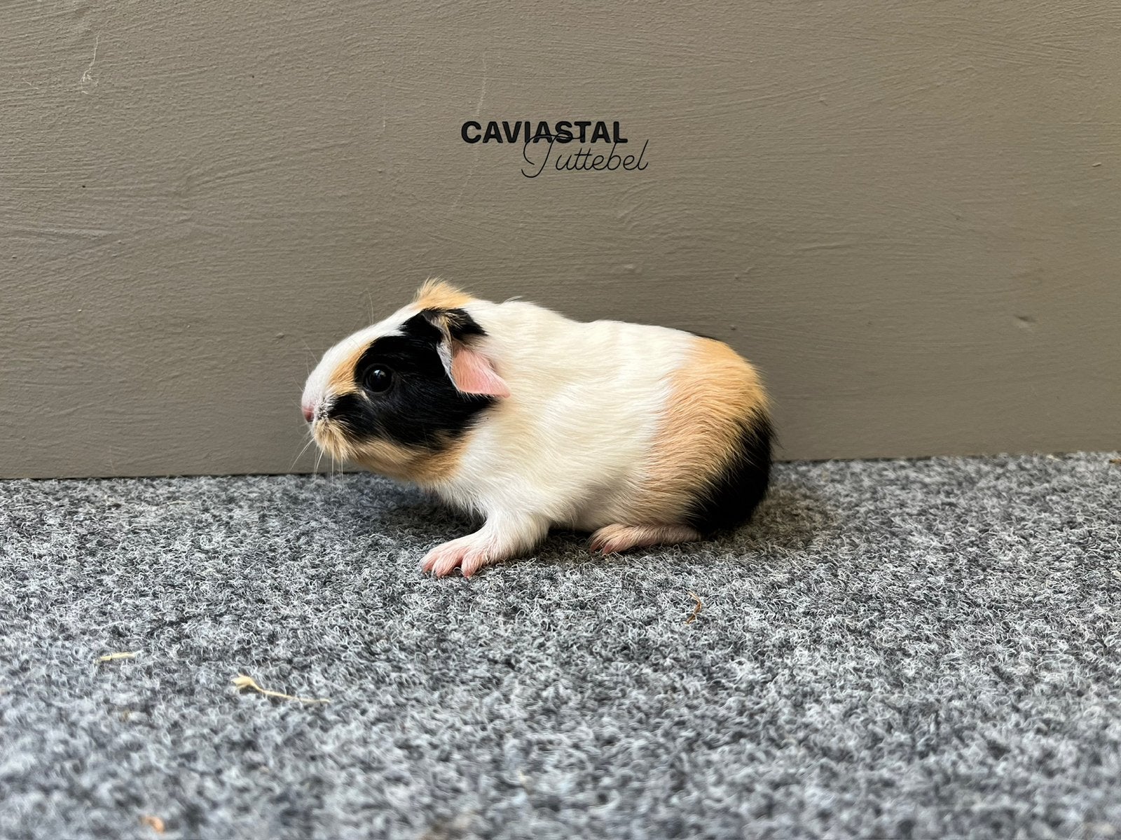 Gezocht! Zie omschrijving, Dieren en Toebehoren, Knaagdieren, Cavia, Juni, Mannelijk, Tam
