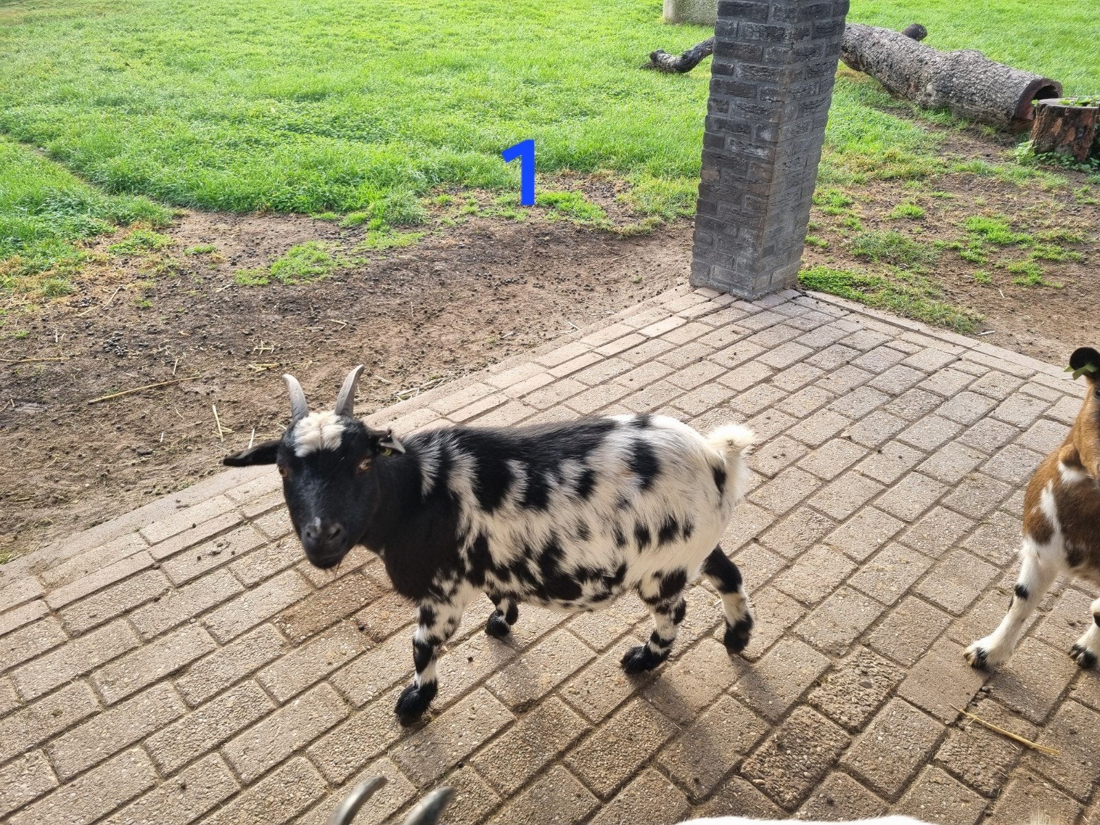 Dwerggeiten, Dieren en Toebehoren, Vrouwelijk, Geit