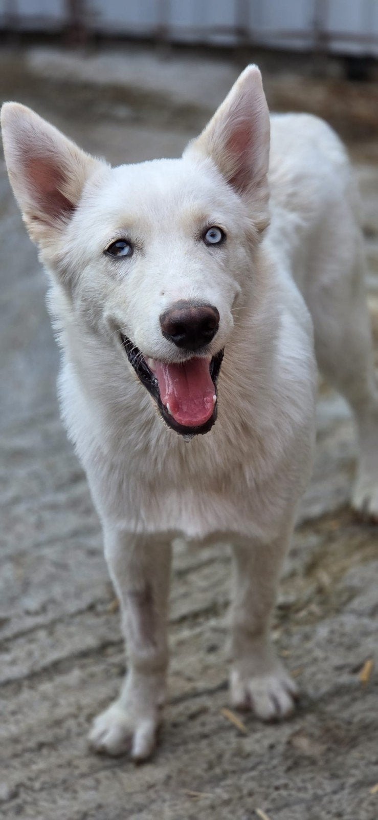 Reu Augusto zoekt een baasje, Dieren en Toebehoren, Honden | Niet-rashonden, 15 weken tot 1 jaar, Buitenland, Parvo, Eén hond