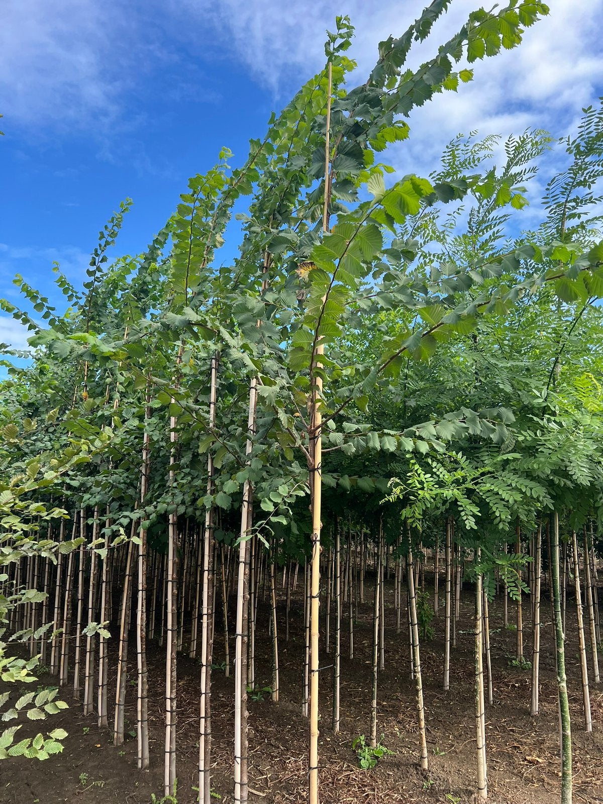Ulmus Iep, Tuin en Terras, Ophalen, Overige soorten, 250 tot 400 cm