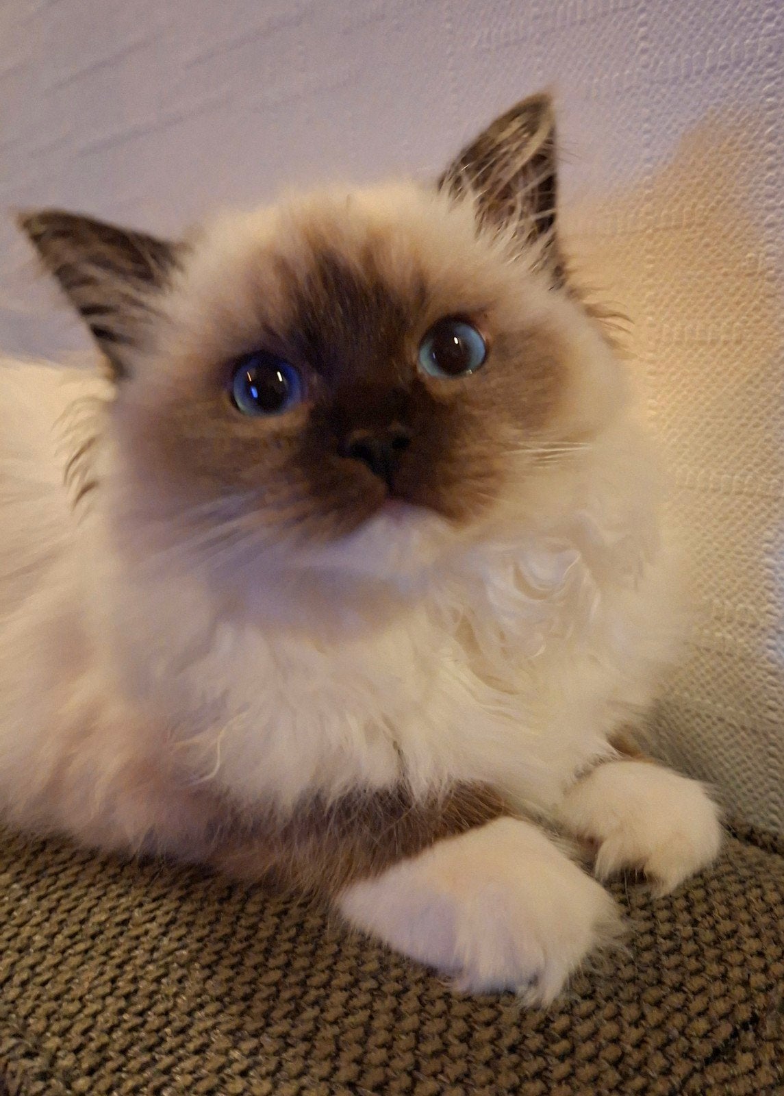 Prachtige ragdoll poes / kitten met stamboom, Dieren en Toebehoren, Katten en Kittens | Raskatten | Langhaar, Poes, 0 tot 2 jaar