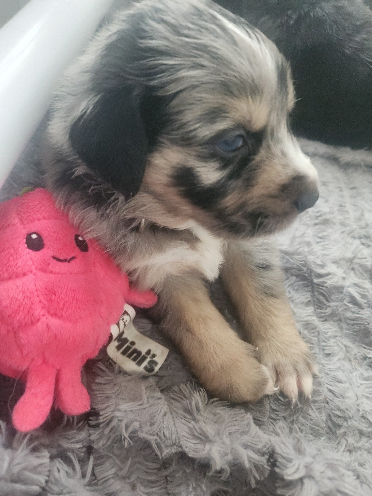 Prachtig nestje australian shephard x golden retriever, Dieren en Toebehoren, Honden | Retrievers, Spaniëls en Waterhonden, Golden retriever