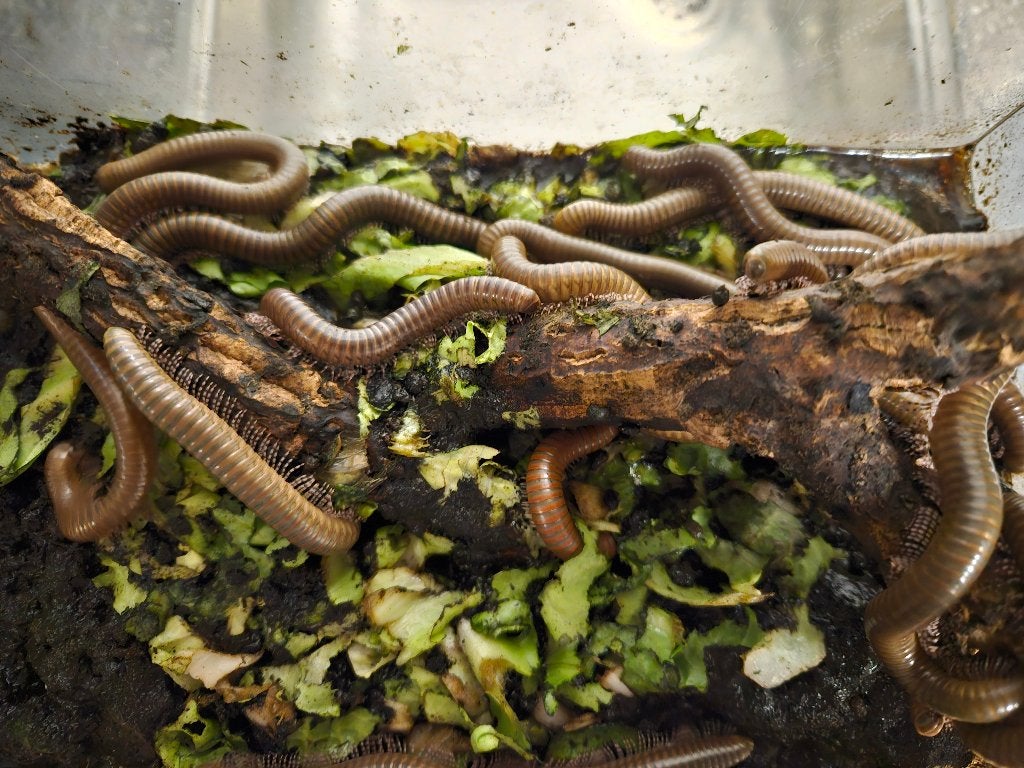 Telodeinopus Aoutii Afrikaanse olijf miljoenpoten, Overige soorten