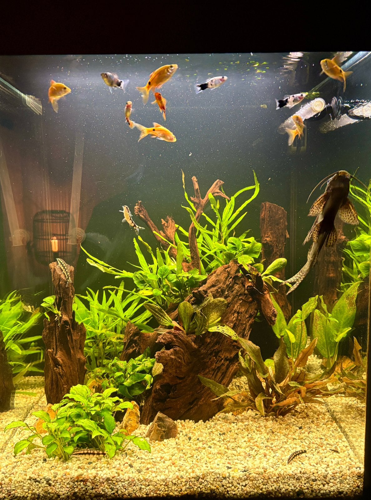 Aquarium toren!, Dieren en Toebehoren, Ophalen, Zo goed als nieuw, Leeg aquarium