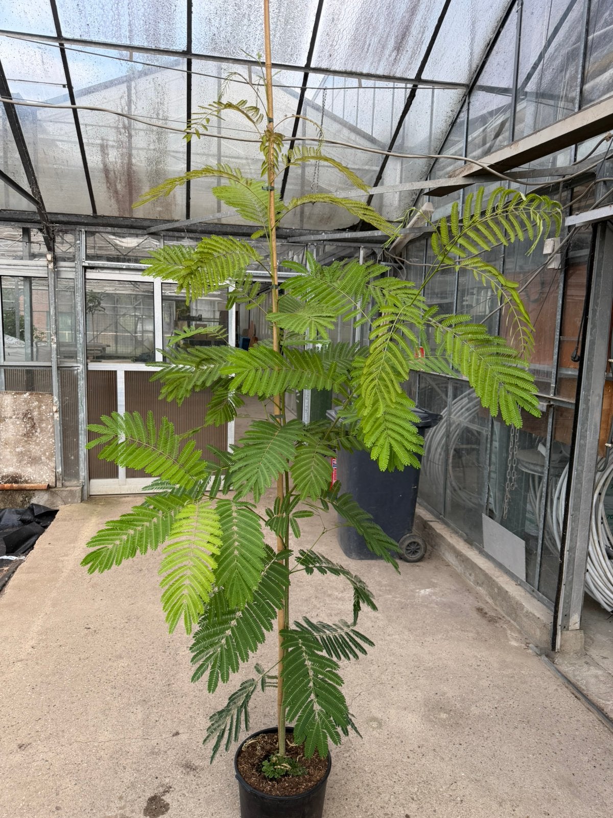 Perziche Slaapboom -  albizia julibrissin tot 220cm, Ophalen, Volle zon, Overige soorten