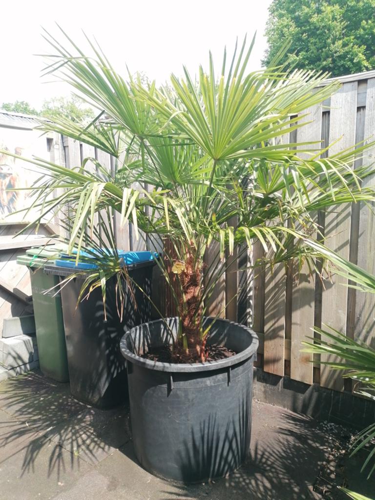 Grote palmboom van 190 cm, Tuin en Terras, Planten | Bomen, 100 tot 250 cm, Zomer, Palmboom, Ophalen