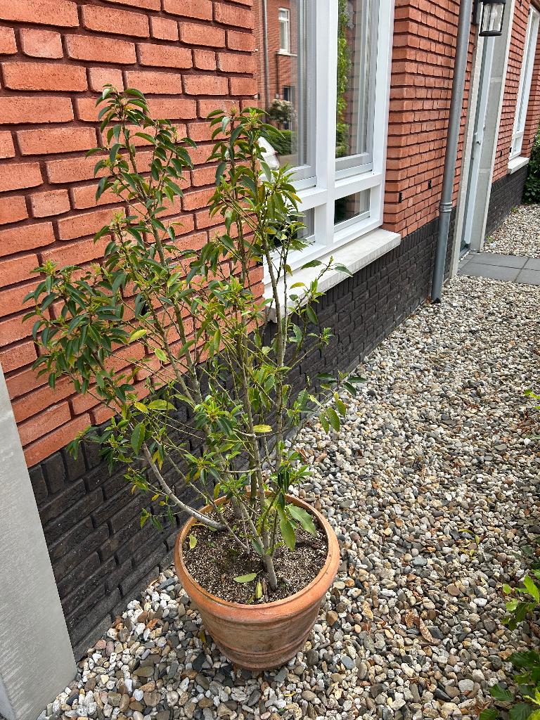 Plant met pot, Huis en Inrichting, Ophalen, 100 tot 150 cm, Overige soorten, Halfschaduw