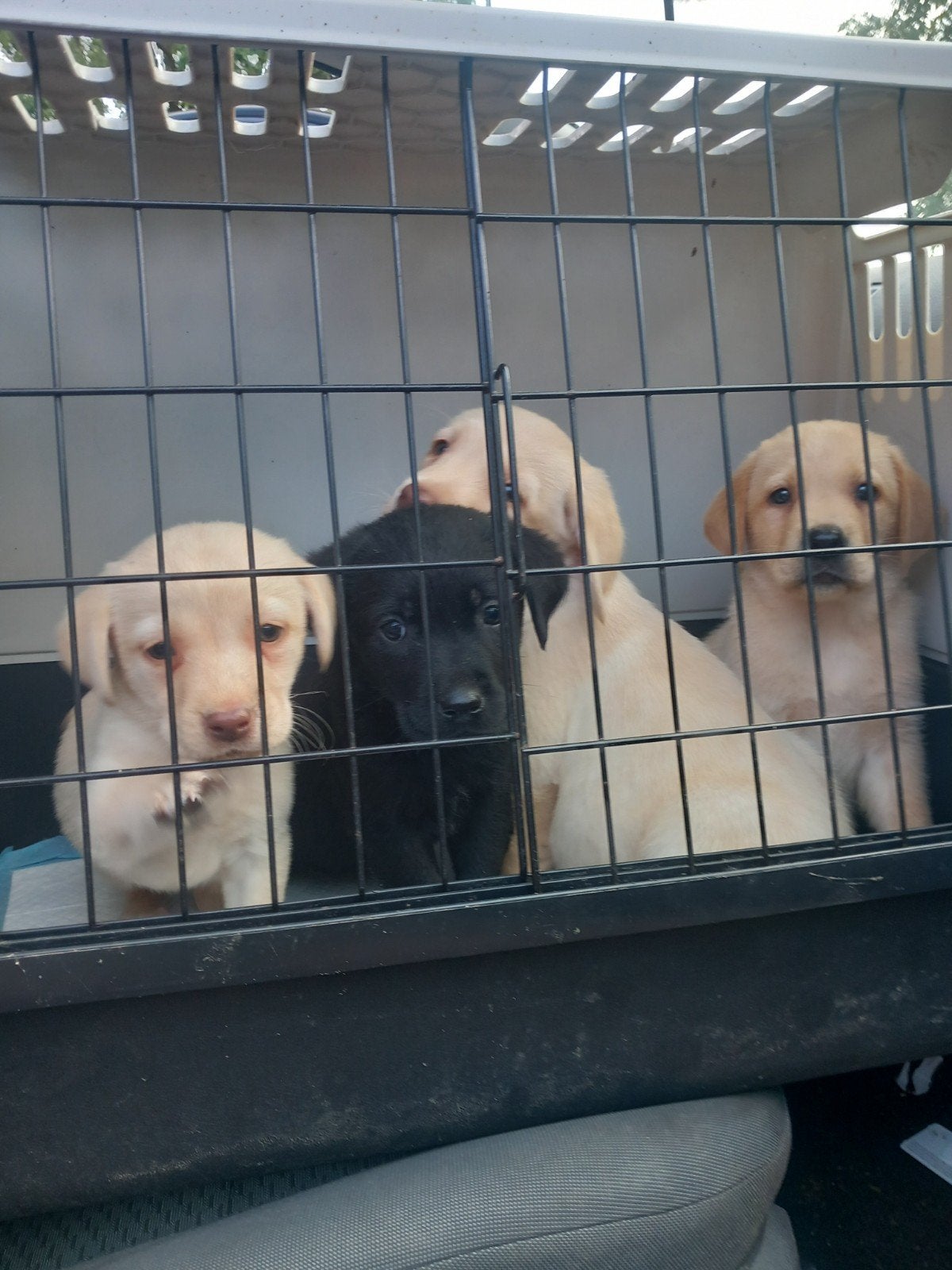 Labrador retriever Lab GROOT REU, Nederland, Reu, CDV (hondenziekte), 8 tot 15 weken