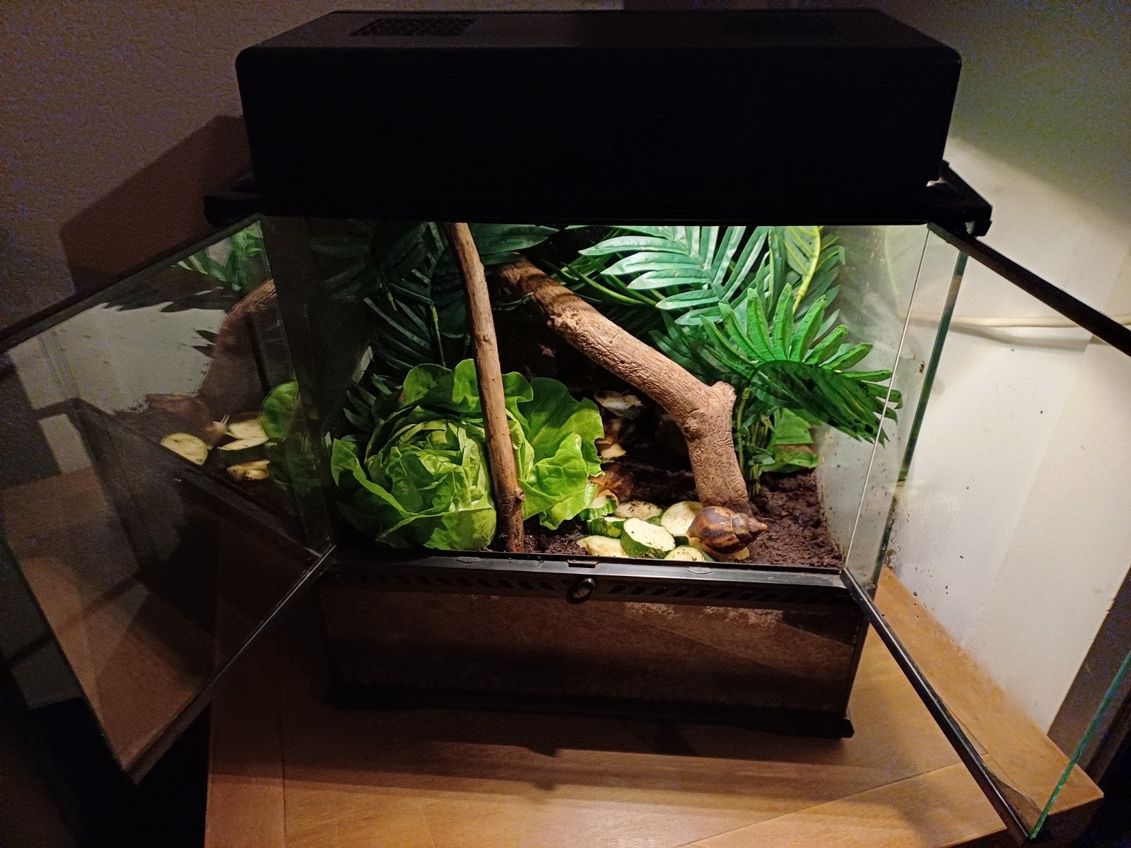 terrarium incl agaatslakken, Dieren en Toebehoren, Ophalen of Verzenden