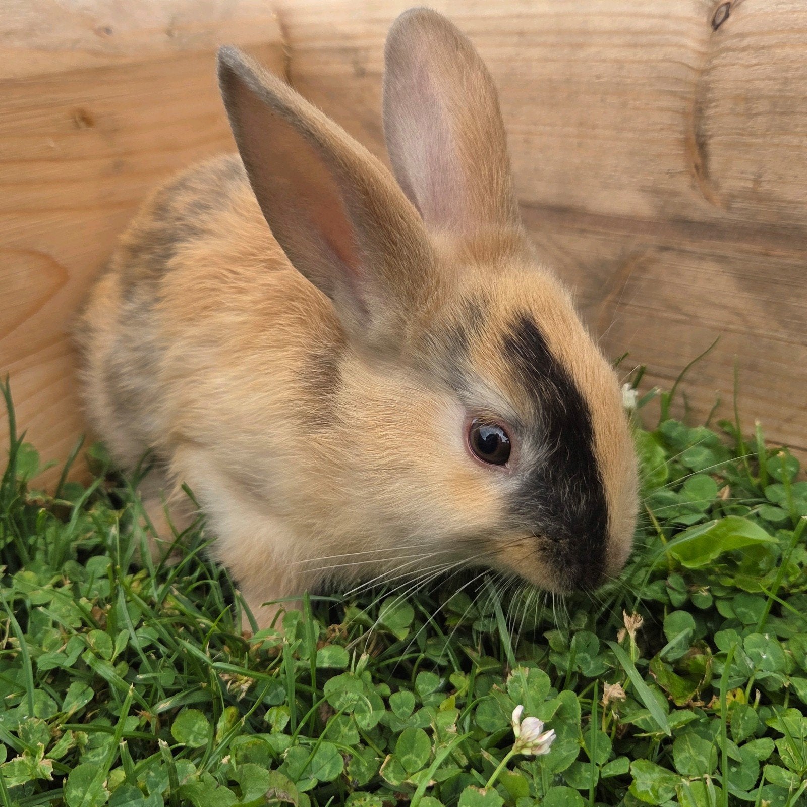 Tamme jonge konijntjes, Meerdere dieren, Dwerg, Hangoor