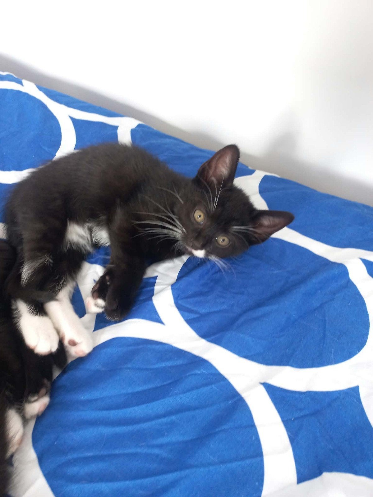 Kat beschikbaar voor adoptie, 0 tot 2 jaar