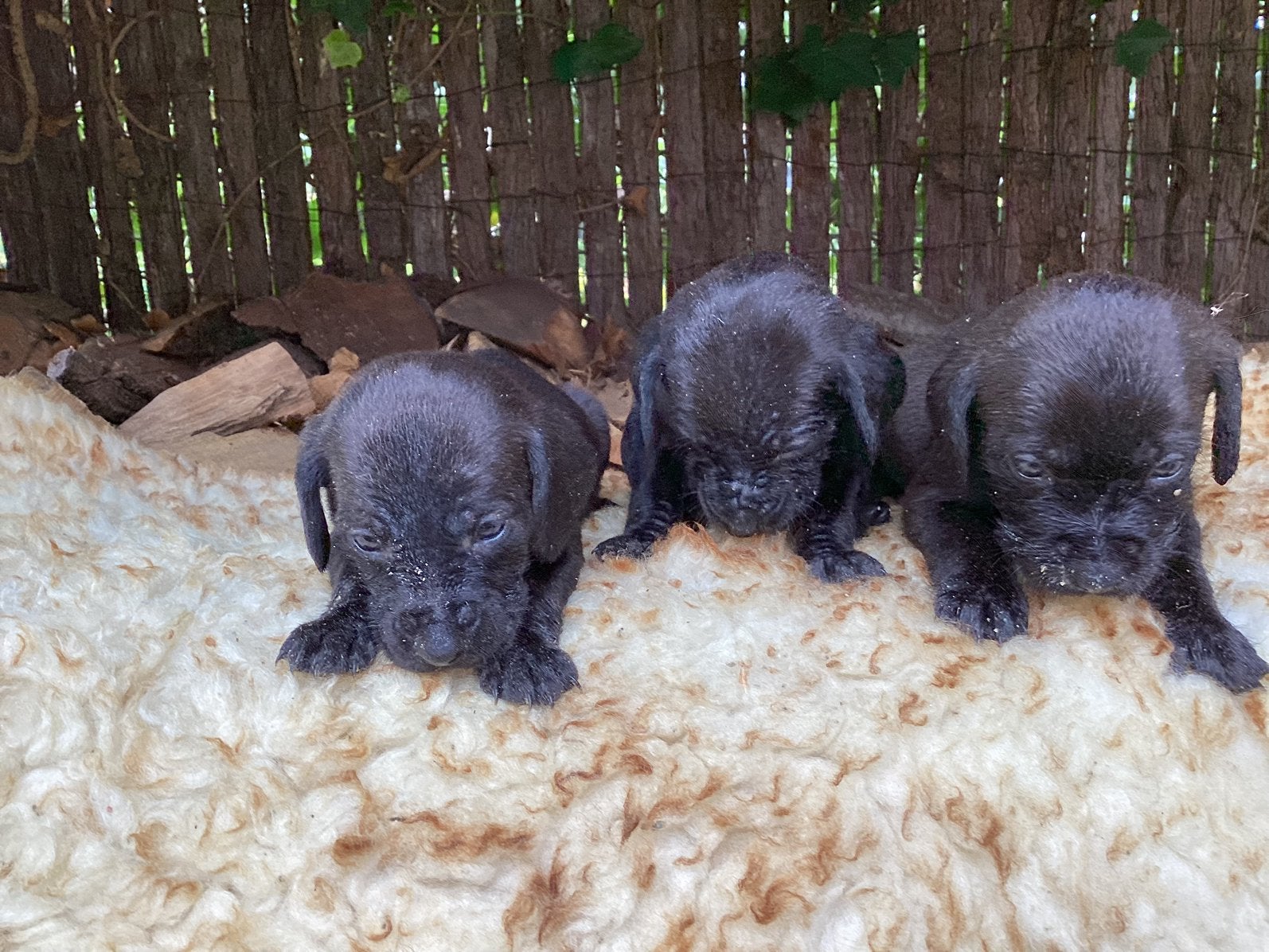 Puppy’s zwart, moeder Vizsla, Parvo, 8 tot 15 weken, Meerdere, Nederland