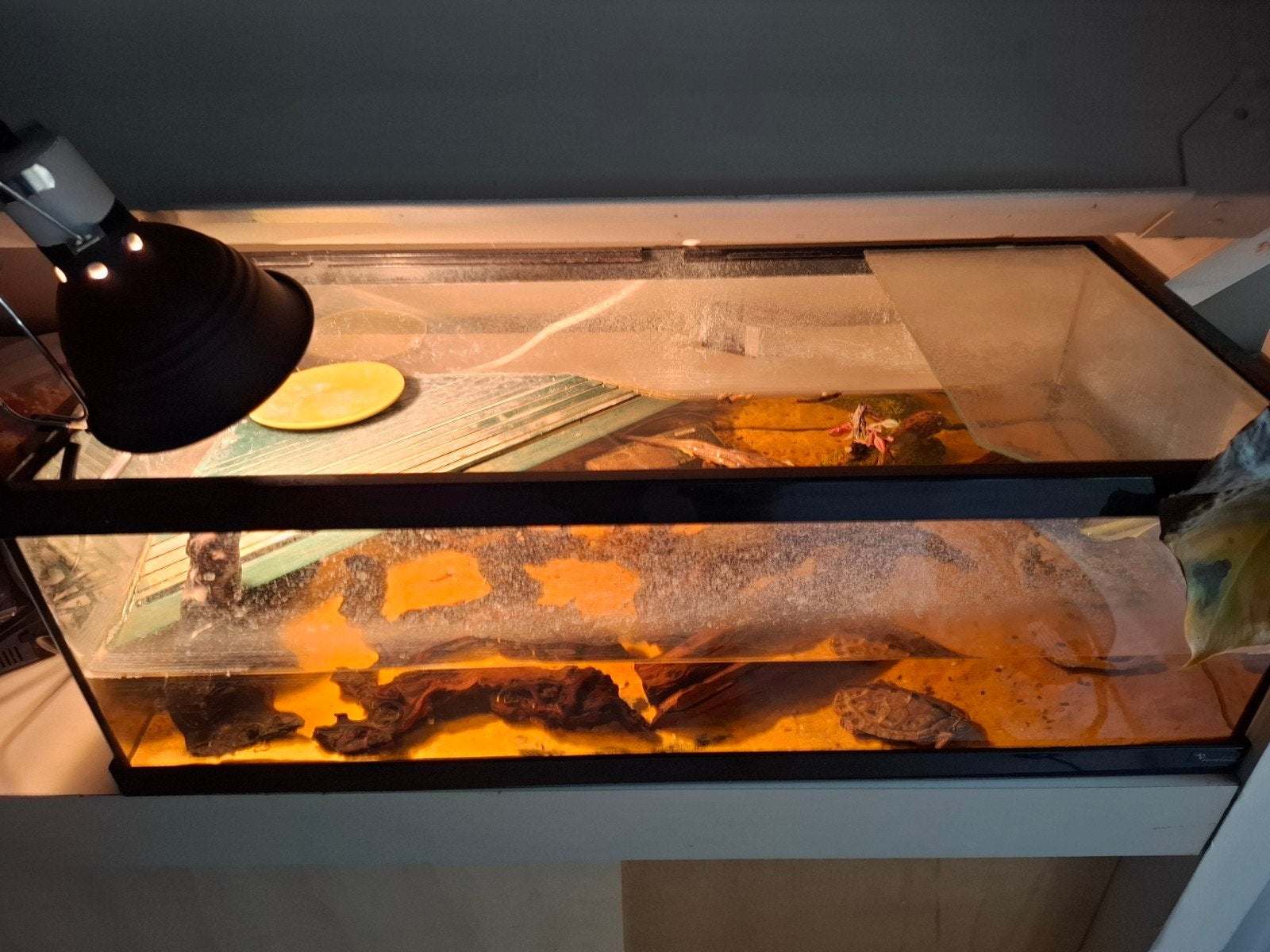 Schildpadden bak incl toebehoren, Dieren en Toebehoren, Ophalen