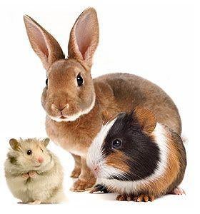 Knaagdier opvang (hamster, konijn, rat, cavia)