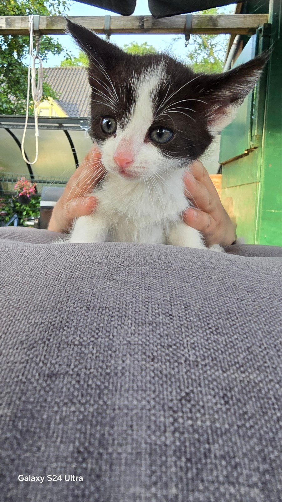 Kittens