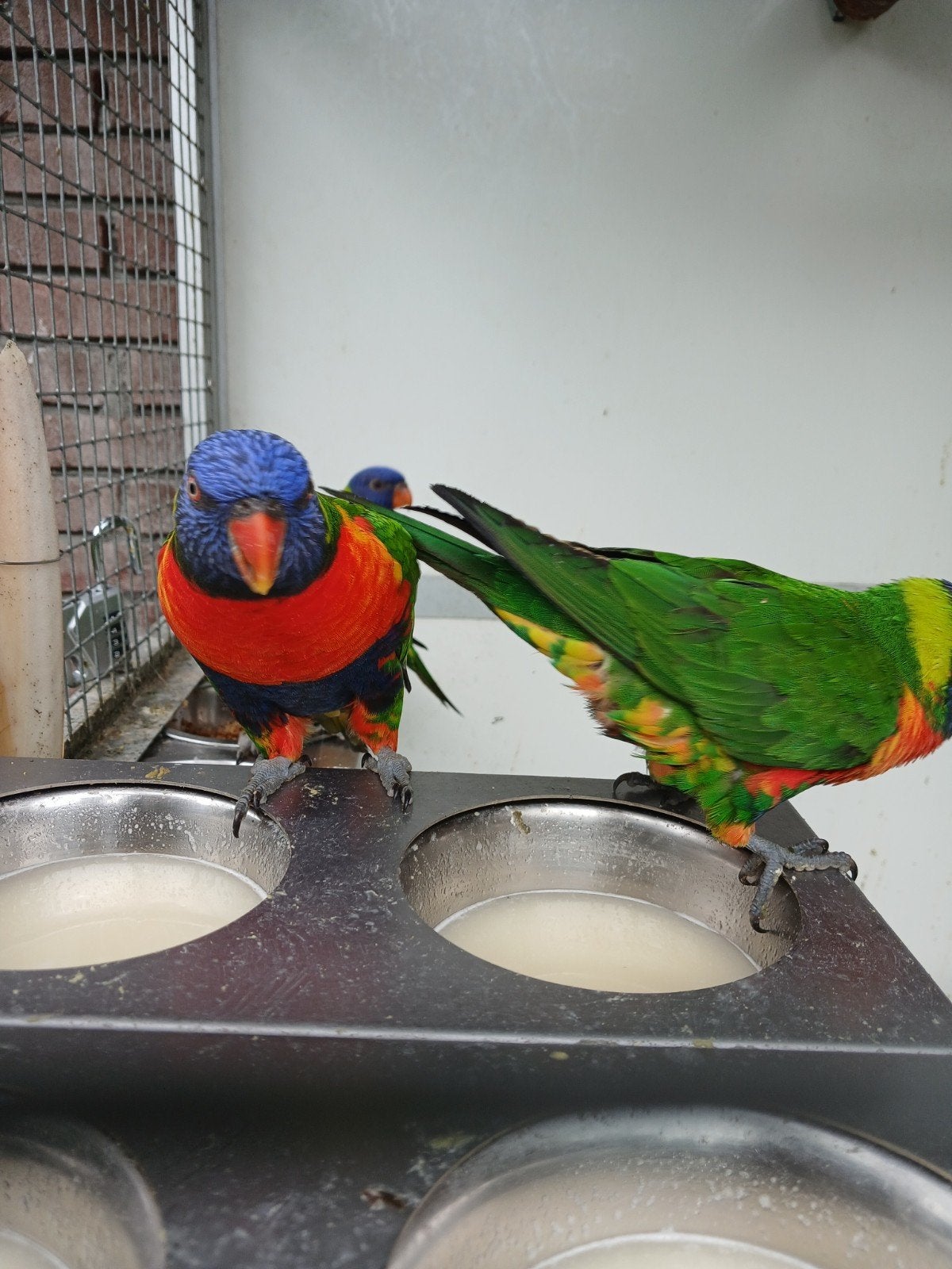 lori's van de blauwe bergen 2026, Dieren en Toebehoren, Meerdere dieren, Papegaai, Tam