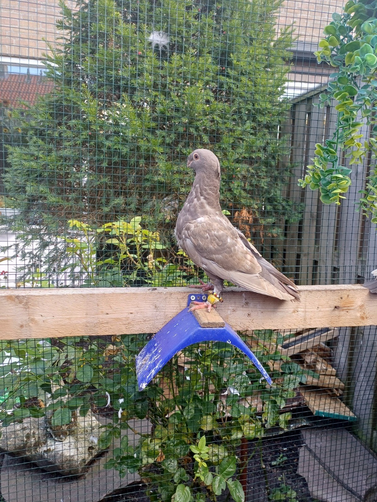 te koop, Dieren en Toebehoren, Vogels | Duiven, Meerdere dieren