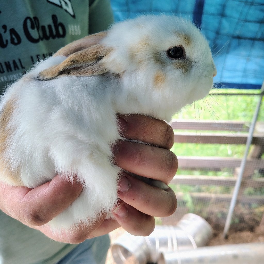 Te koop twee baby konijntjes, Dieren en Toebehoren, Konijnen, Meerdere dieren, Middelgroot, 0 tot 2 jaar