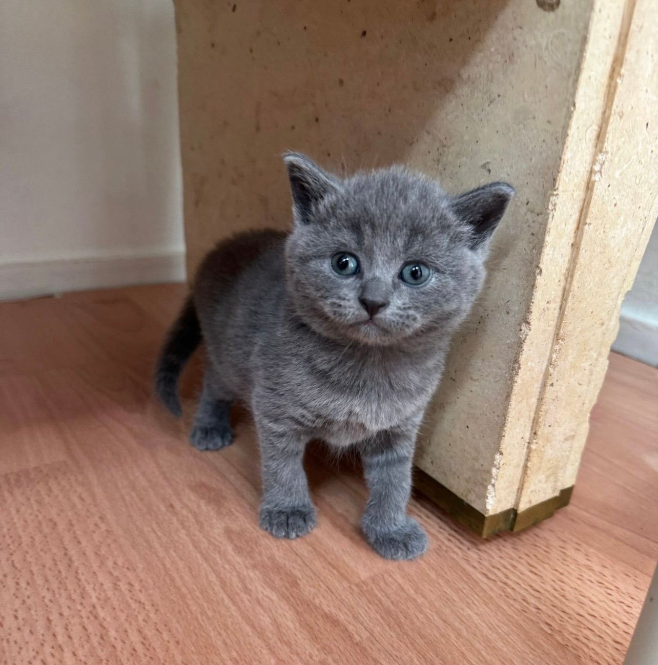 Kat Britse, Dieren en Toebehoren, Katten en Kittens | Raskatten | Korthaar, Kater