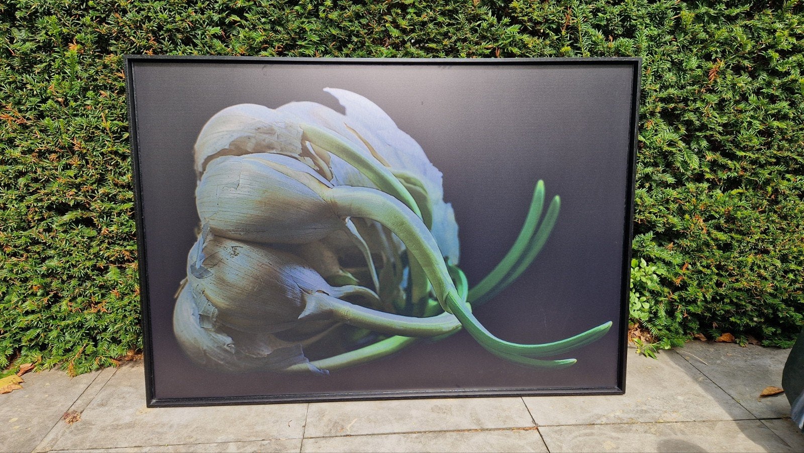 Knoflook op dibond met houten baklijst, Antiek en Kunst, Kunst | Schilderijen | Abstract, Ophalen