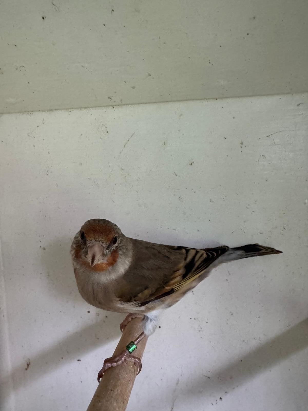 putter x kanarie, Dieren en Toebehoren, Vrouwelijk, Wildzangvogel, Geringd