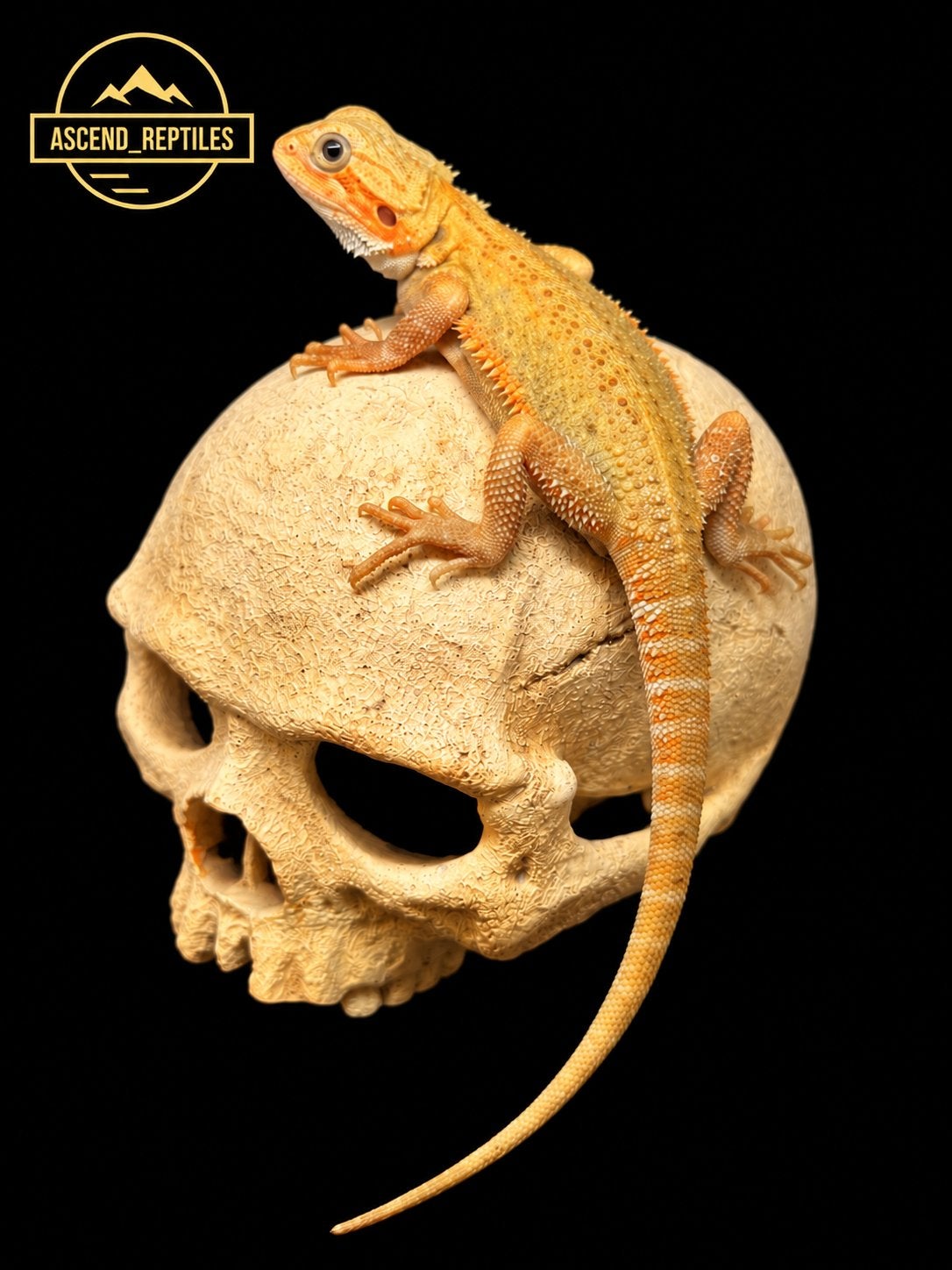 Citrus Hypo Trans vrouw – Baardagaam NK 2026 Bearded Dragon photo 3