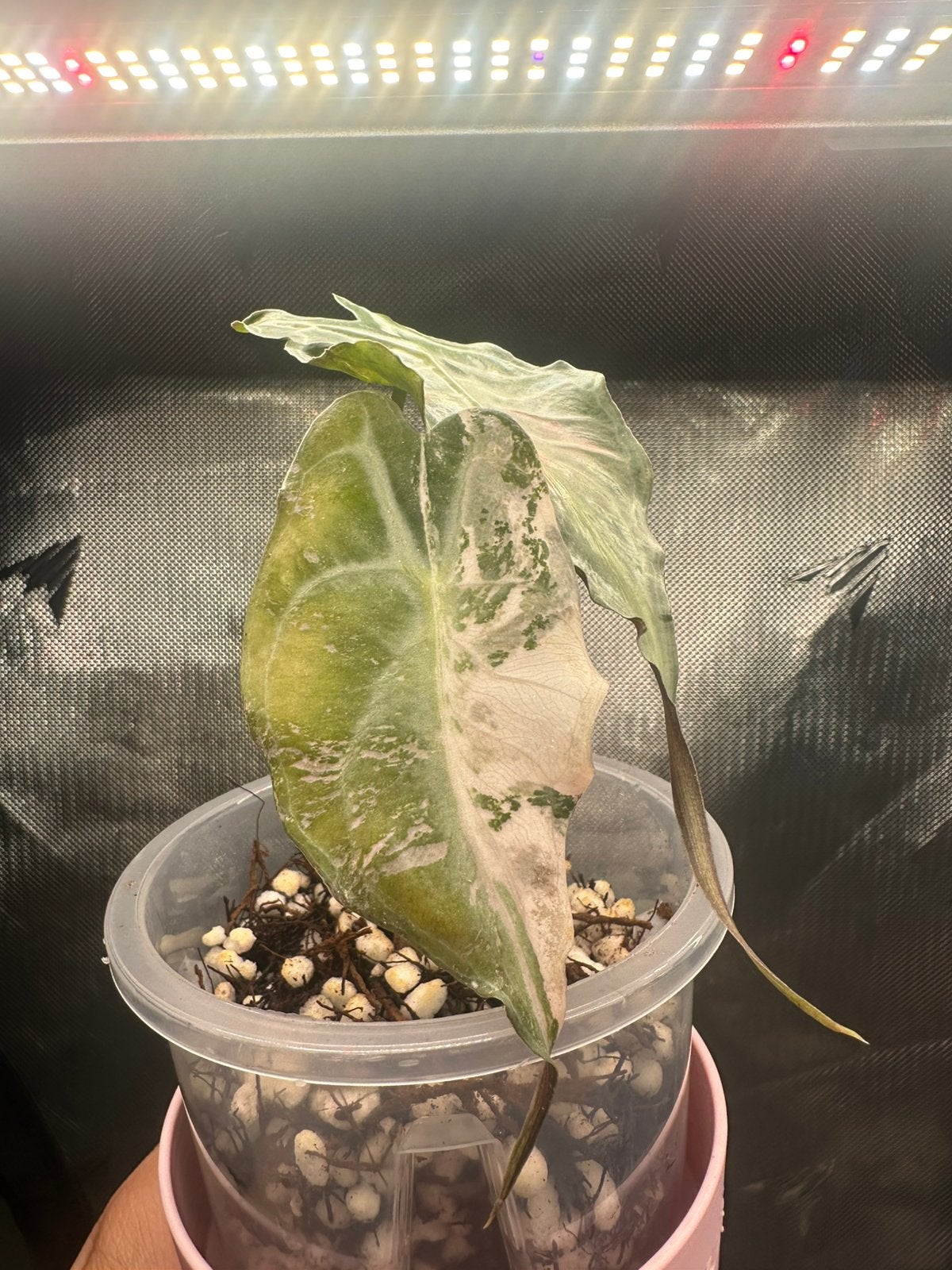 Alocasia venom pink variegated corm (Korean clone), Ophalen of Verzenden