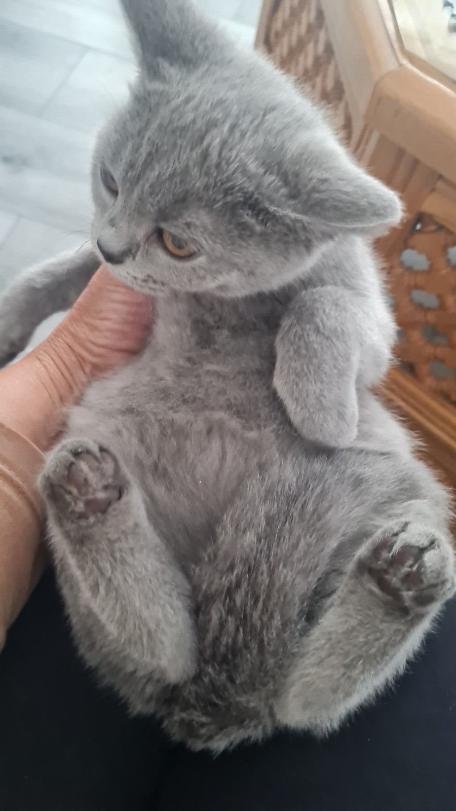 britse korthaar kittens, Dieren en Toebehoren
