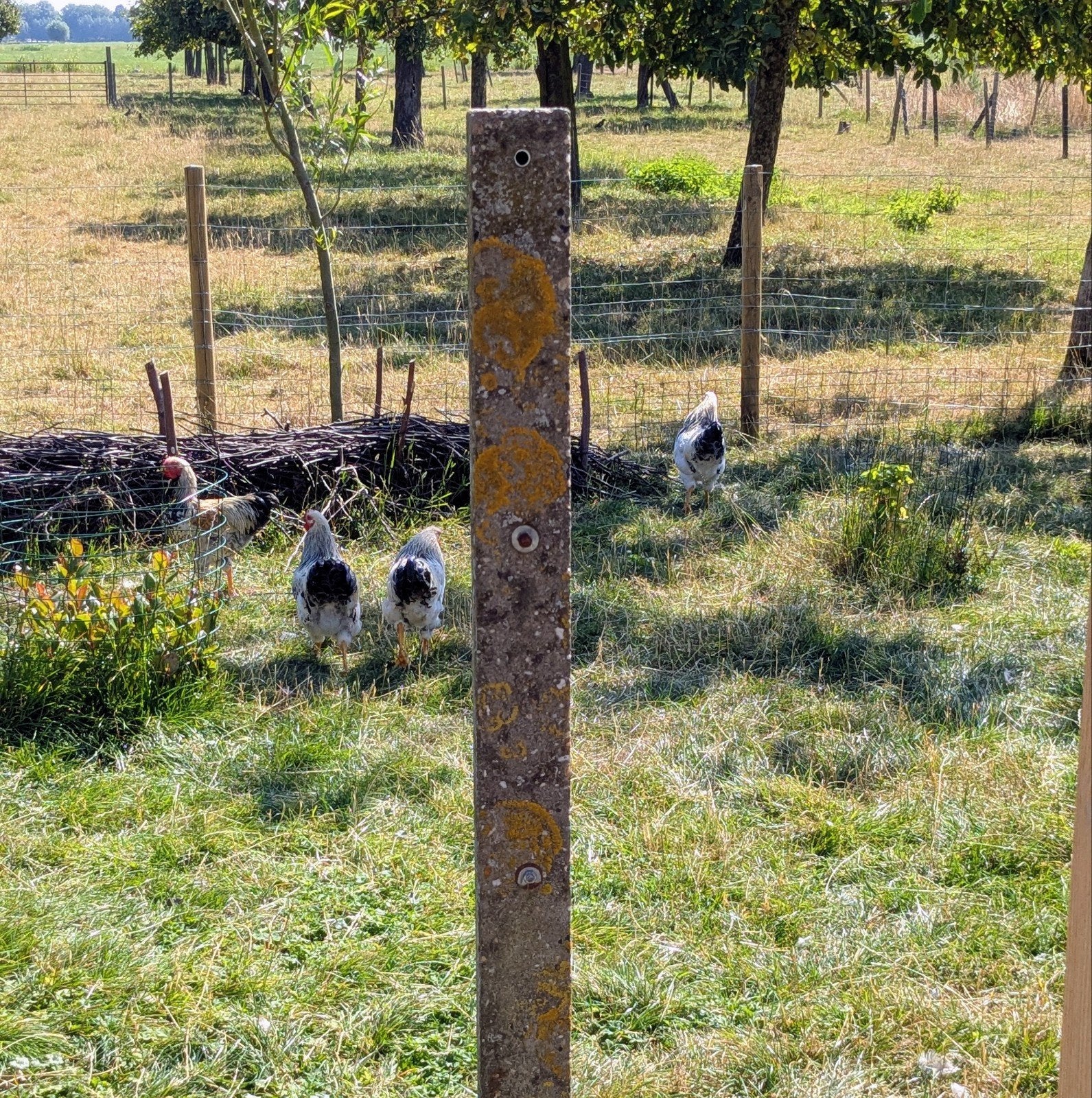Jonge hanen., Mannelijk, Kip