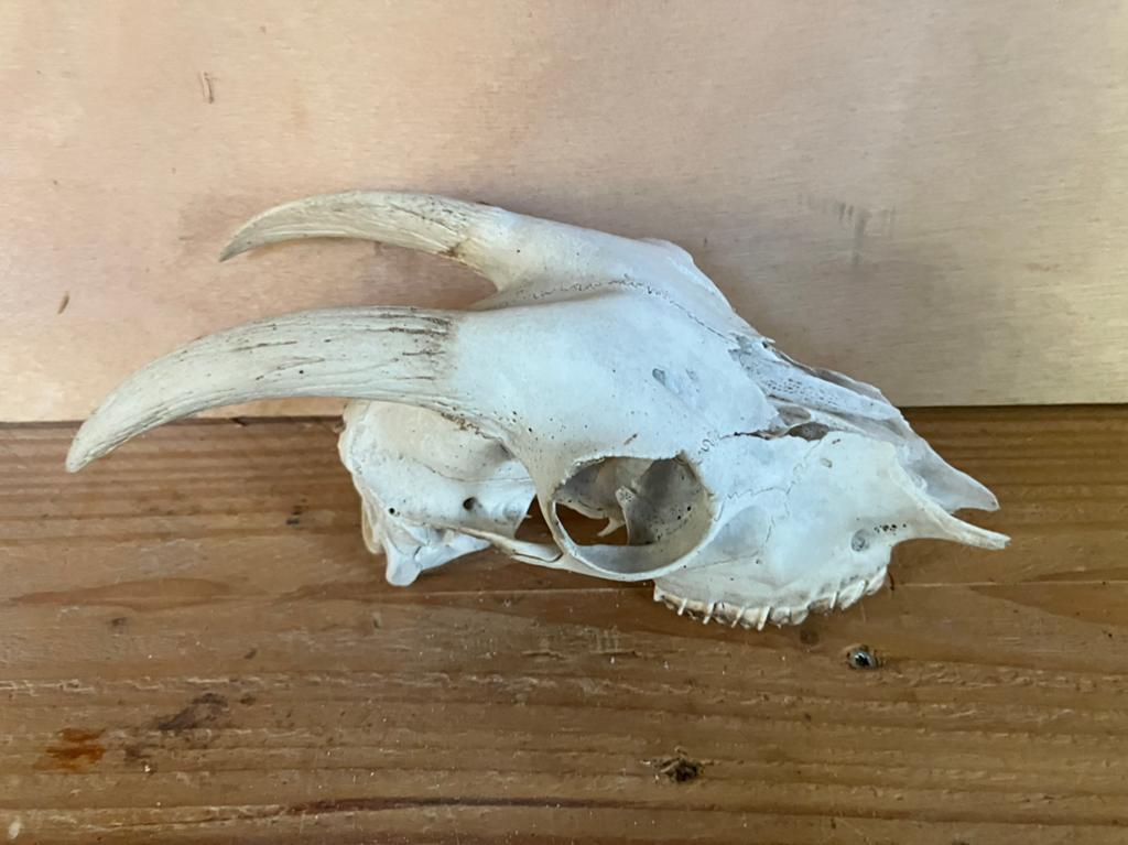 Schedel van een geit, Verzamelen, Dierenverzamelingen, Ophalen of Verzenden, Zo goed als nieuw, Boerderijdier