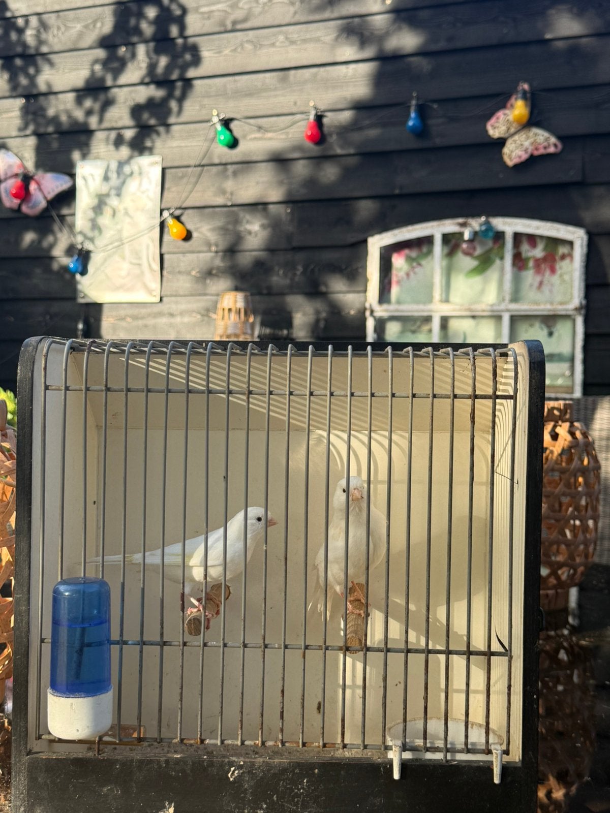 Koppel witte kanarie’s, Dieren en Toebehoren, Meerdere dieren, Kleurkanarie