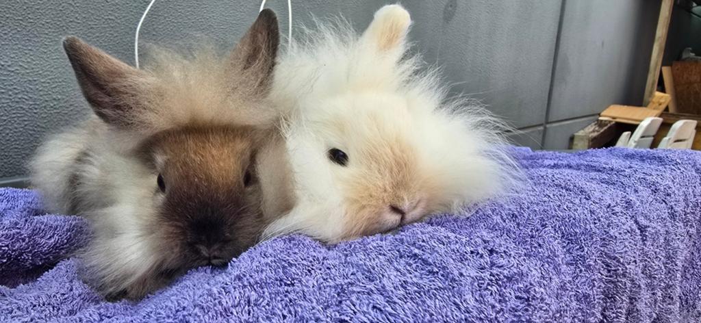 Minilop / Teddy Widder konijntjes, Dieren en Toebehoren, Konijnen, Meerdere dieren, Dwerg