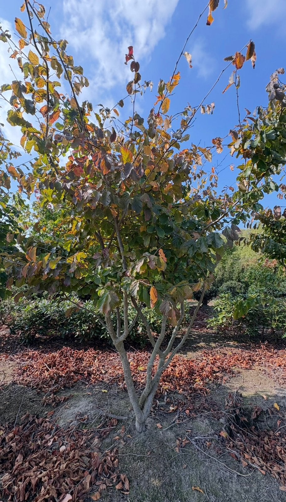 Meerstammige Parrotia persica in verschillende maten, Tuin en Terras, Volle zon, Minder dan 100 cm, Zomer, Overige soorten