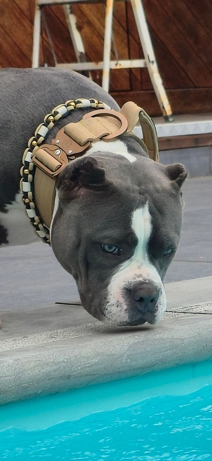 American pocket bully teefje / 6 maanden, Dieren en Toebehoren, 15 weken tot 1 jaar, Overige rassen, Teef, Parvo