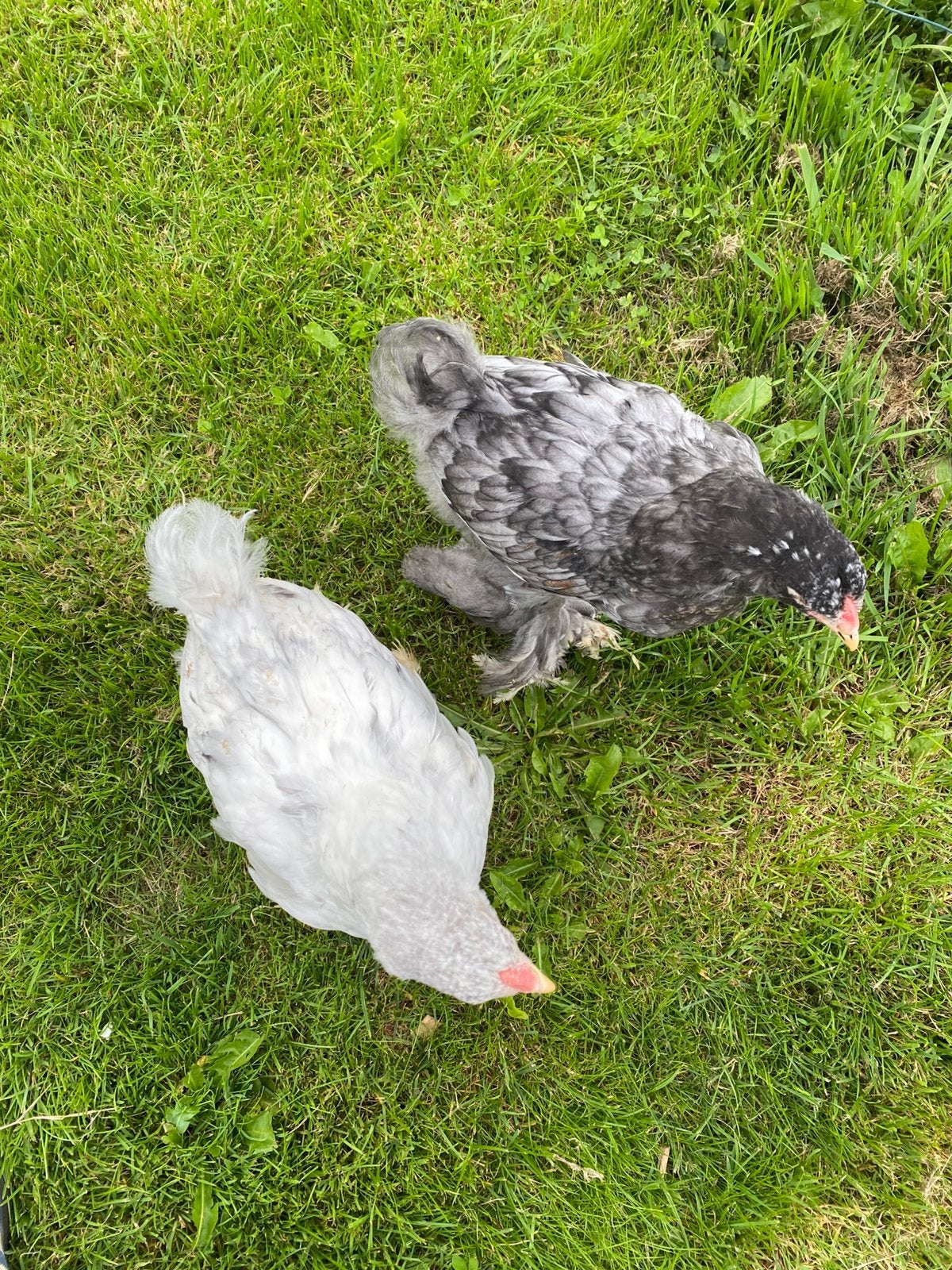 Brahma Hanen, Dieren en Toebehoren, Mannelijk, Kip