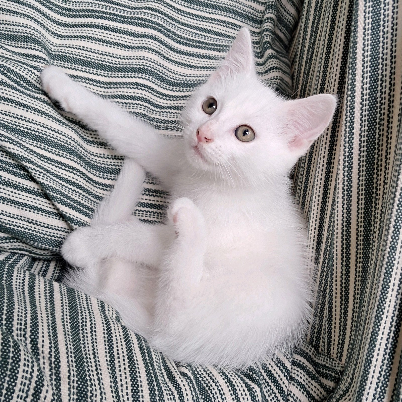 Prachtig wit ingeënt kitten meisje zoekt een nieuw huis!, Dieren en Toebehoren, Katten en Kittens | Overige Katten, Poes, Kortharig