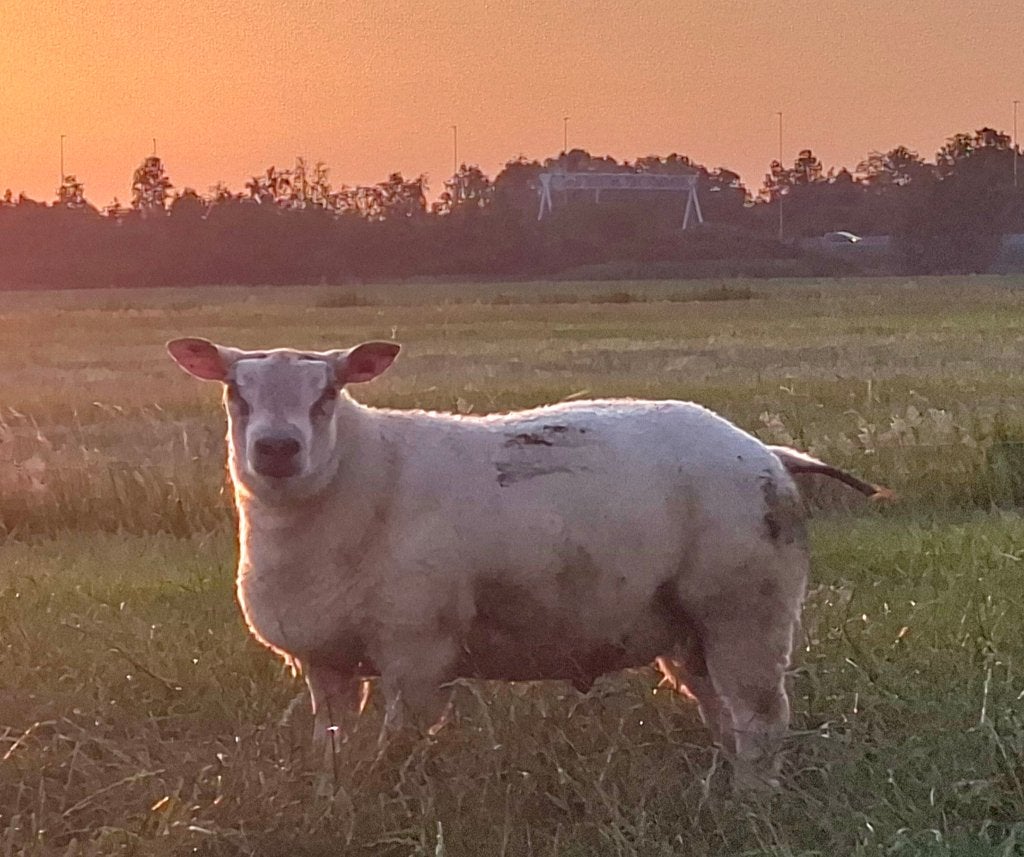Luxe ramlammeren/dekram en ooilammeren, Meerdere dieren, Schaap, 0 tot 2 jaar