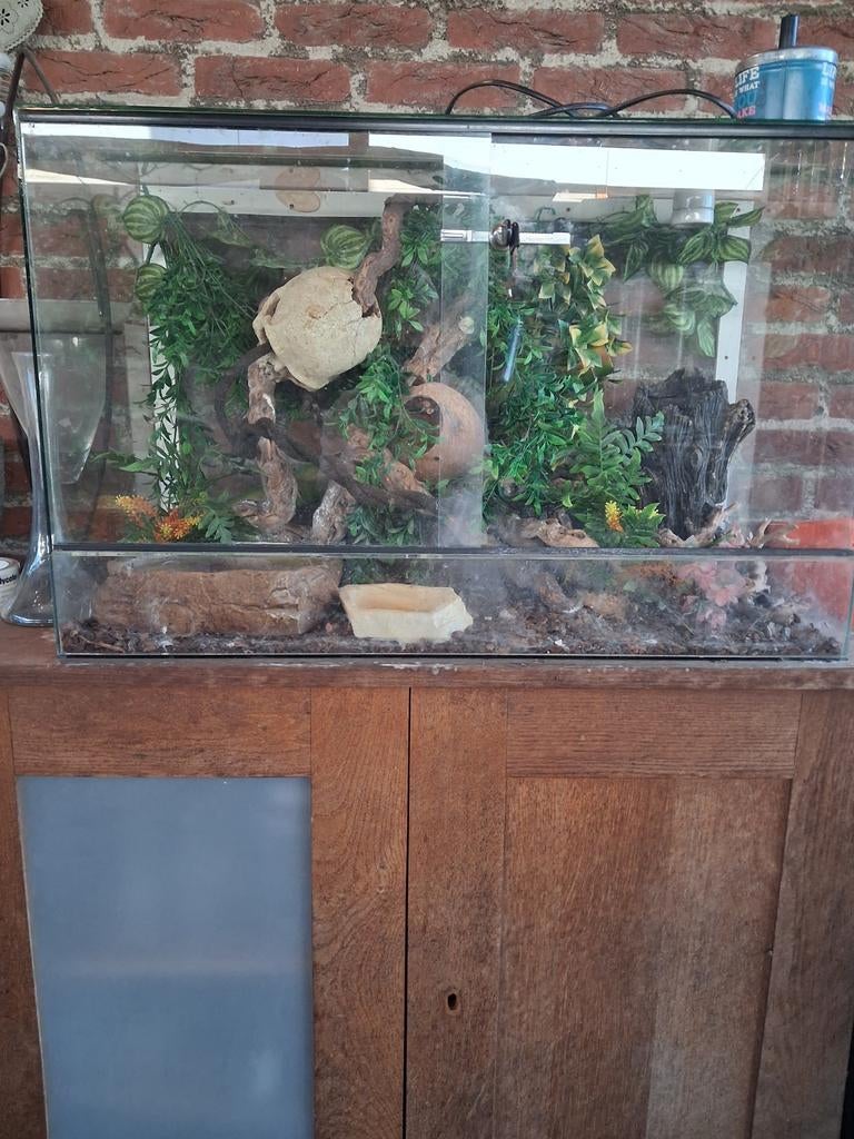Terarium, Ophalen, Gebruikt, Terrarium of Paludarium