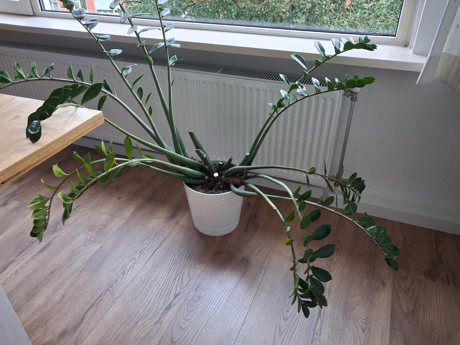 Grote Zamioculcas (ZZ-plant) in witte pot, Ophalen, 100 tot 150 cm, Overige soorten, Halfschaduw