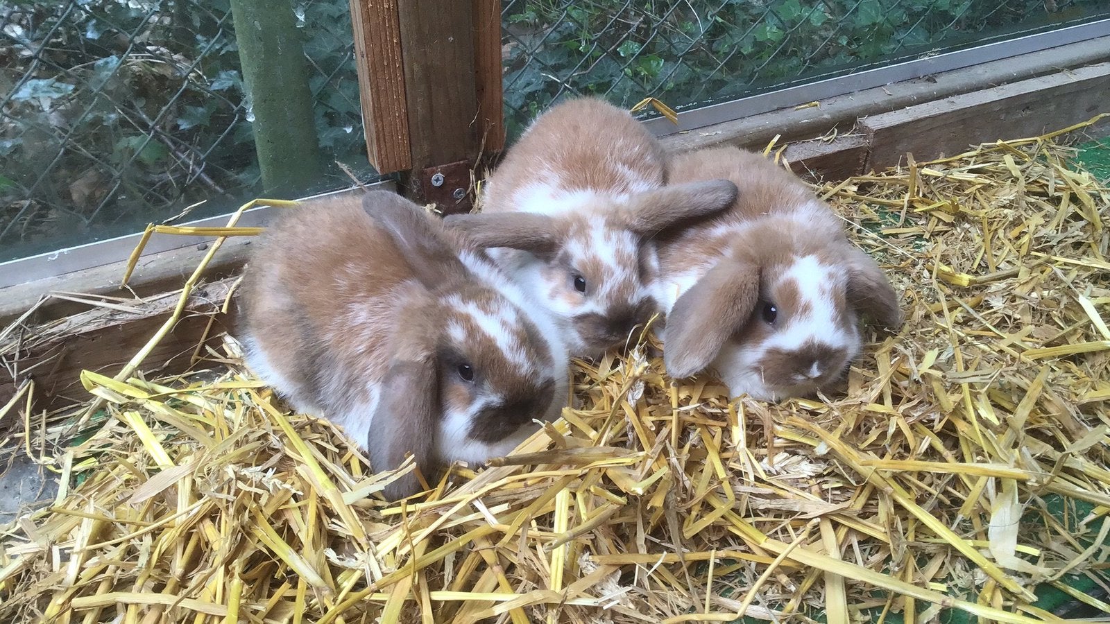 Dwergkonijn, hangoortjes, jonge konijnen, Dieren en Toebehoren, Konijnen, Meerdere dieren, Dwerg, Hangoor, 0 tot 2 jaar