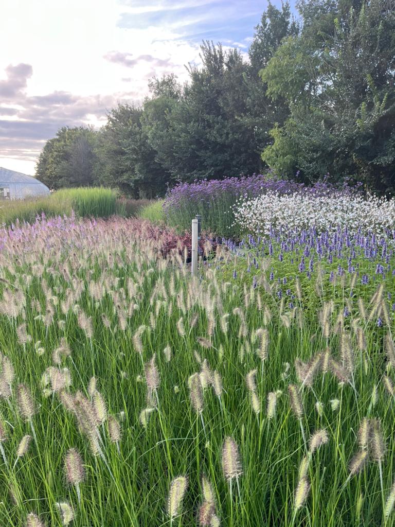 Pennisetum alo. 'Hameln' / Lampenpoetsergras P9 en 2 L pot, Ophalen of Verzenden, Vaste plant, Overige soorten, Halfschaduw