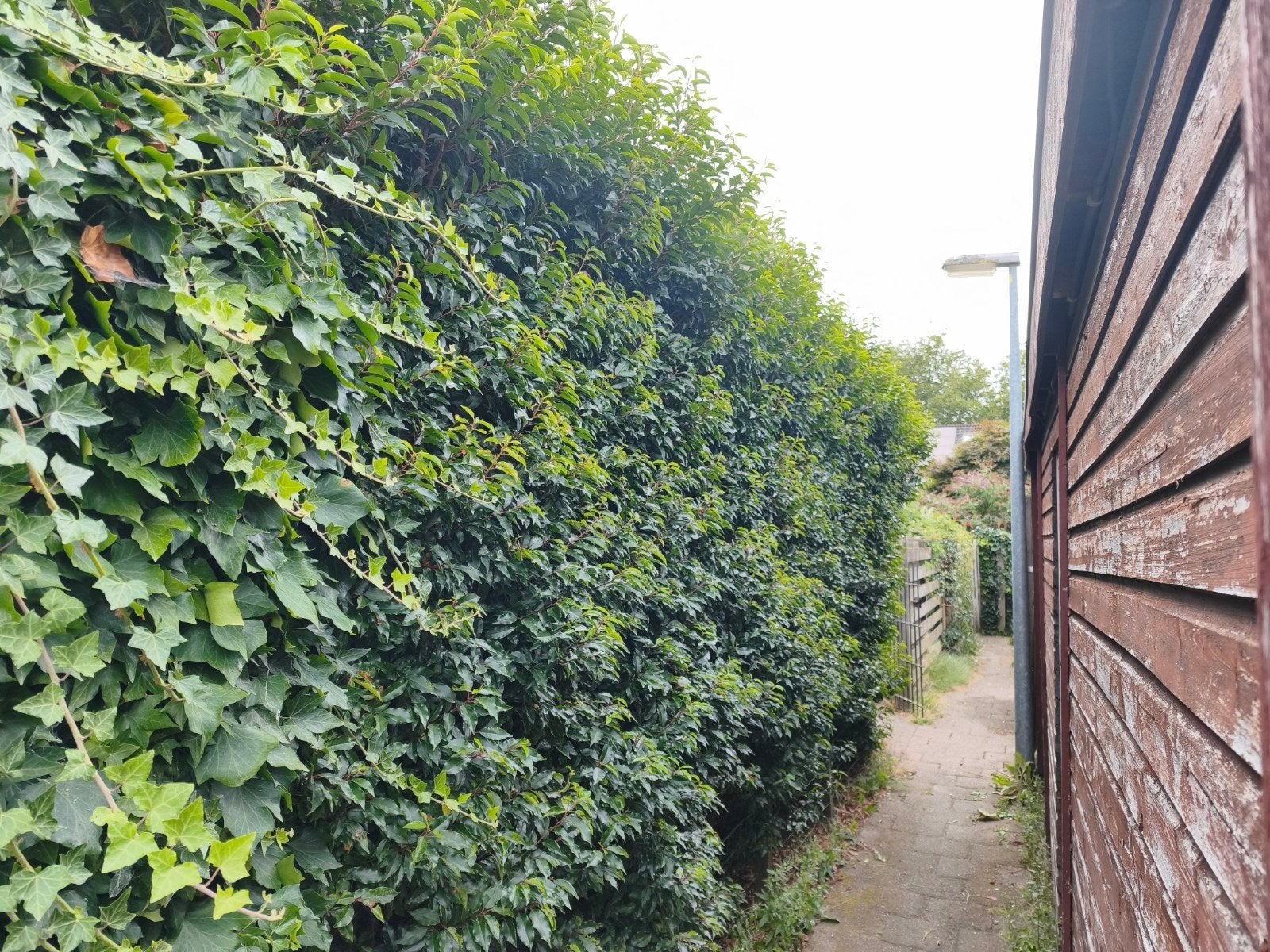 Gratis planten: zelf loshalen van muur/grond, Ophalen of Verzenden