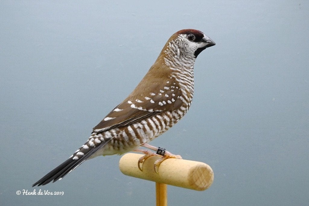 Gezocht Ceresamadine., Meerdere dieren, Tropenvogel, Geringd